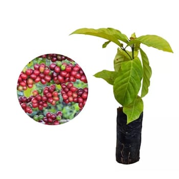 Muda de Café Conilon (Coffea canephora) Altura de 20 a 40cm – planta frutífera altamente produtiva, ideal para vasos ou solo, cultivo doméstico e