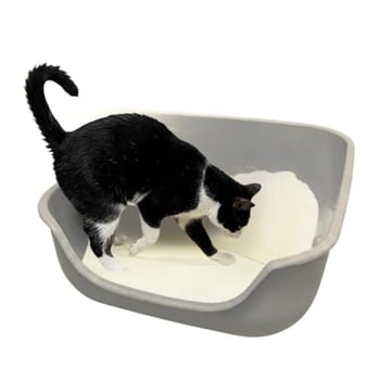 Pet Games Caixona De Areia Gelo - Bandeja Higiênica Para Gatos
