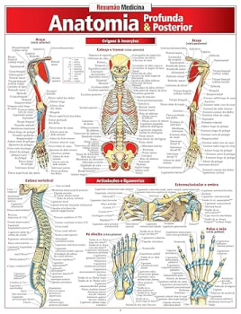 Anatomia Profunda e Posterior Capa comum – 1 janeiro 2008