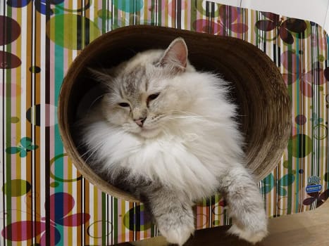 Arranhador Toca Cama Cat Box Simples Oval Borboletas Pet Games para Gatos